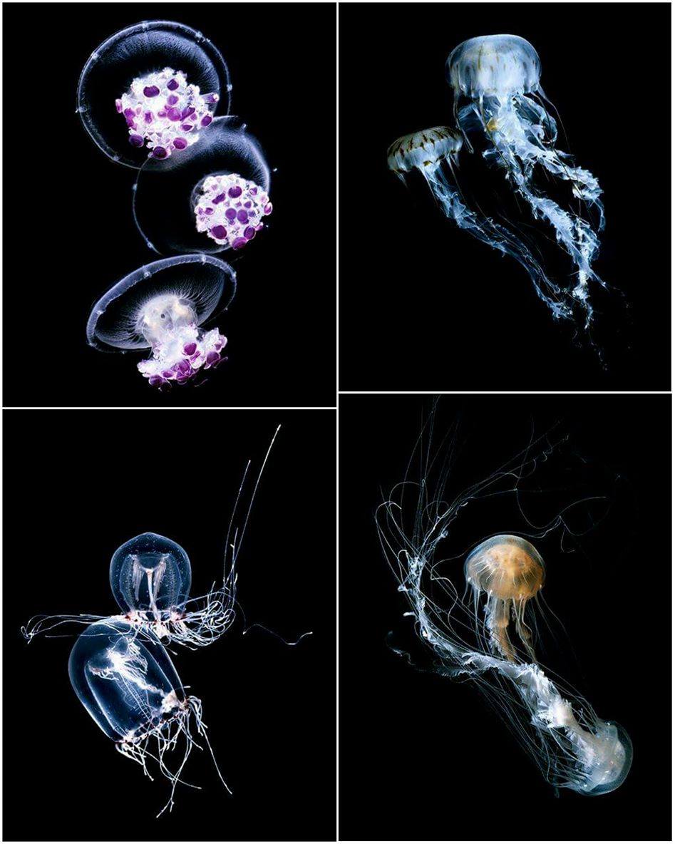 GuidoMocaficoblacksha-medusa
