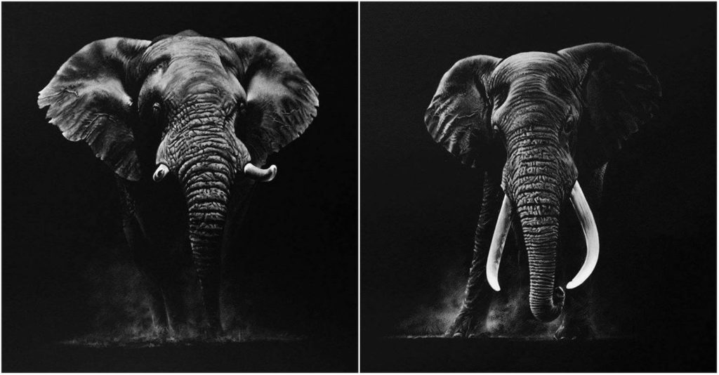 Richard Symonds desenhos elefante