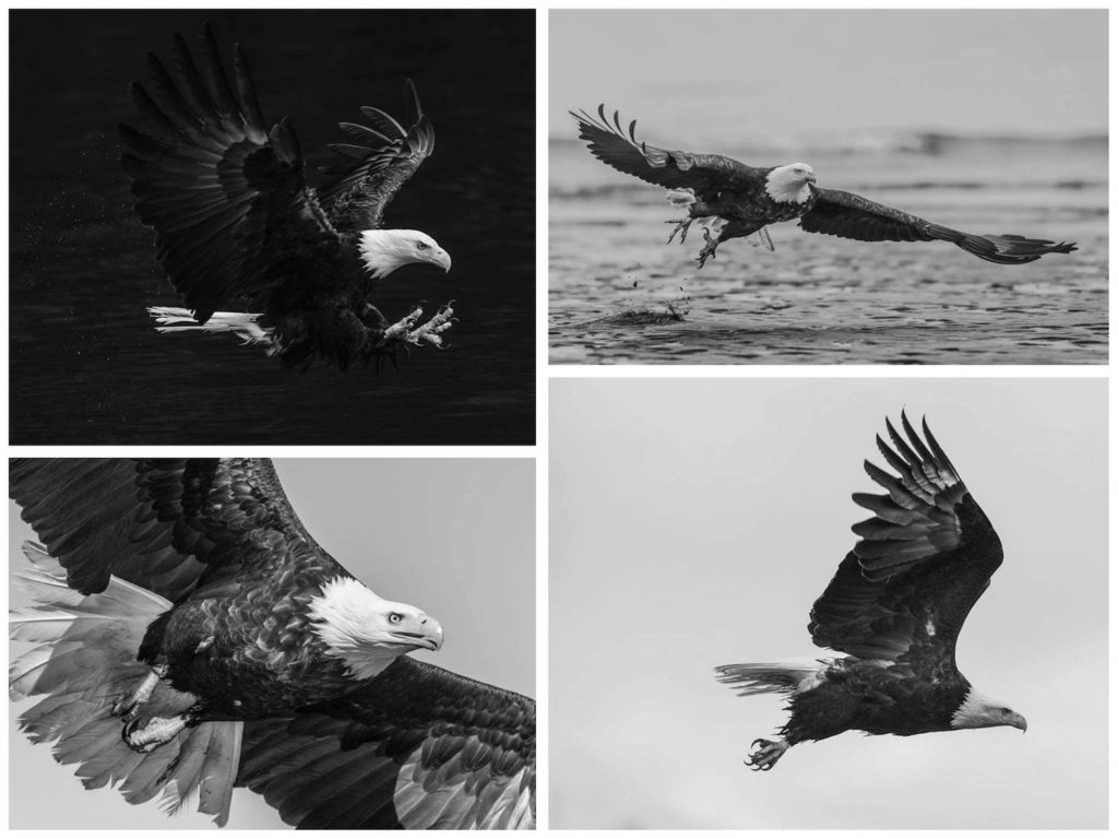 david-yarrow-aguia