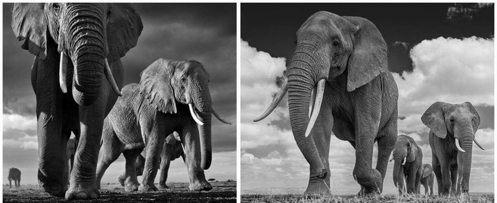 david-yarrow-elefantes