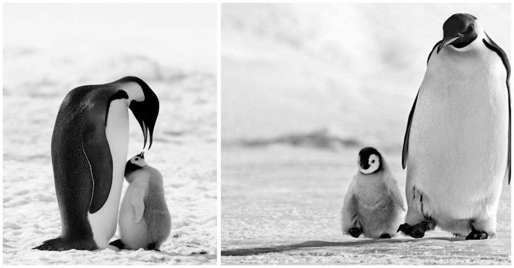david-yarrow-pinguin