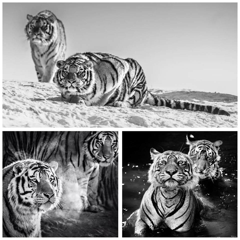 david-yarrow-tigres